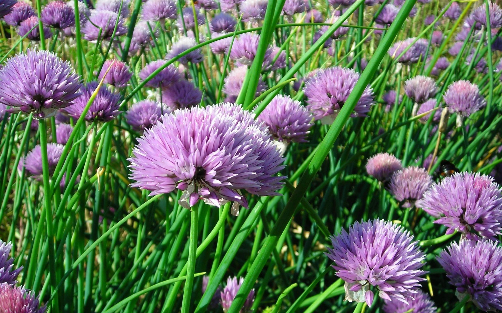 flowers flower flora nature field hayfield garden blooming summer season grass bulb outdoors color growth close-up herb leaf floral petal