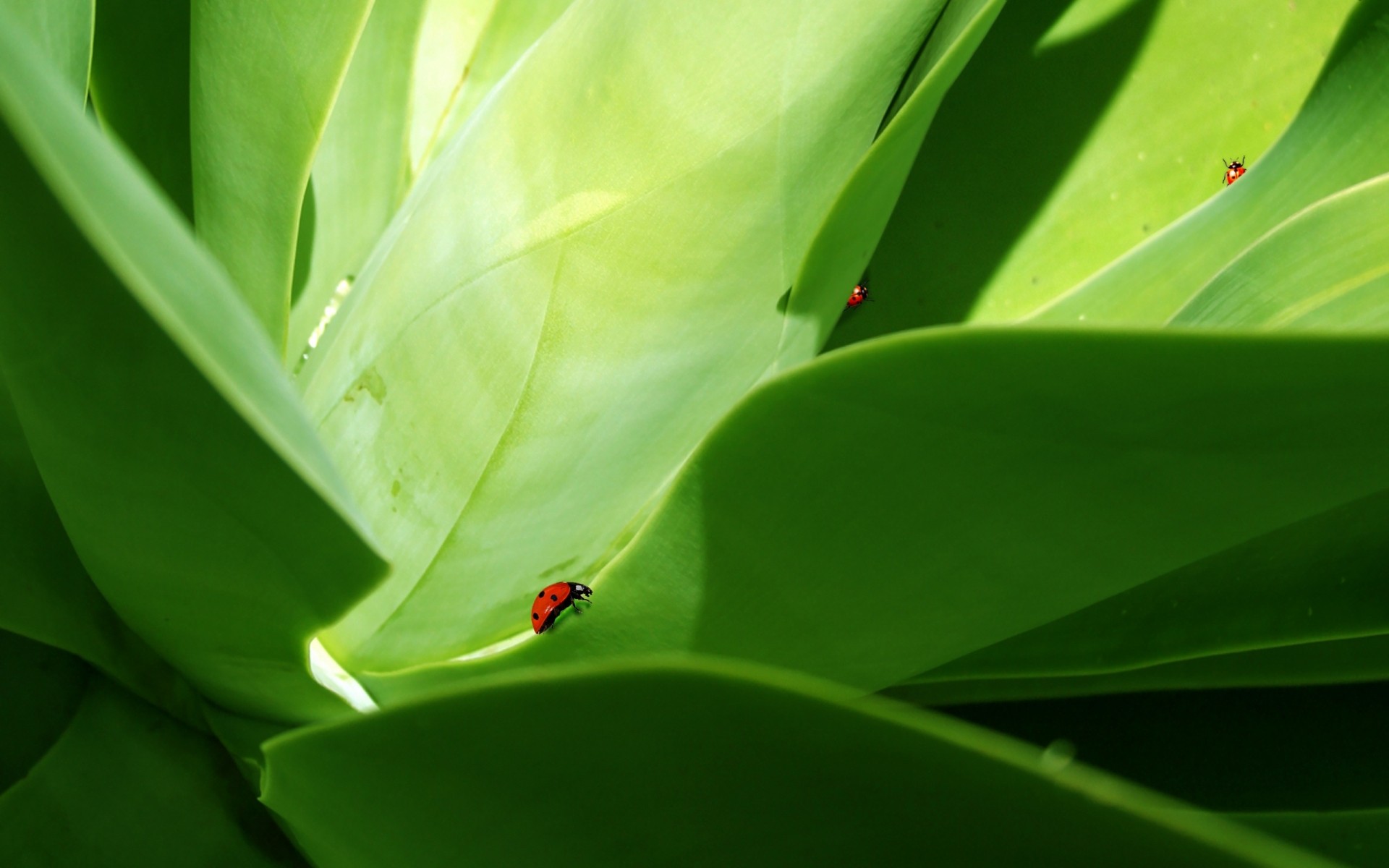 insectes feuille pluie flore croissance nature rosée jardin chute environnement coccinelle feuilles vert