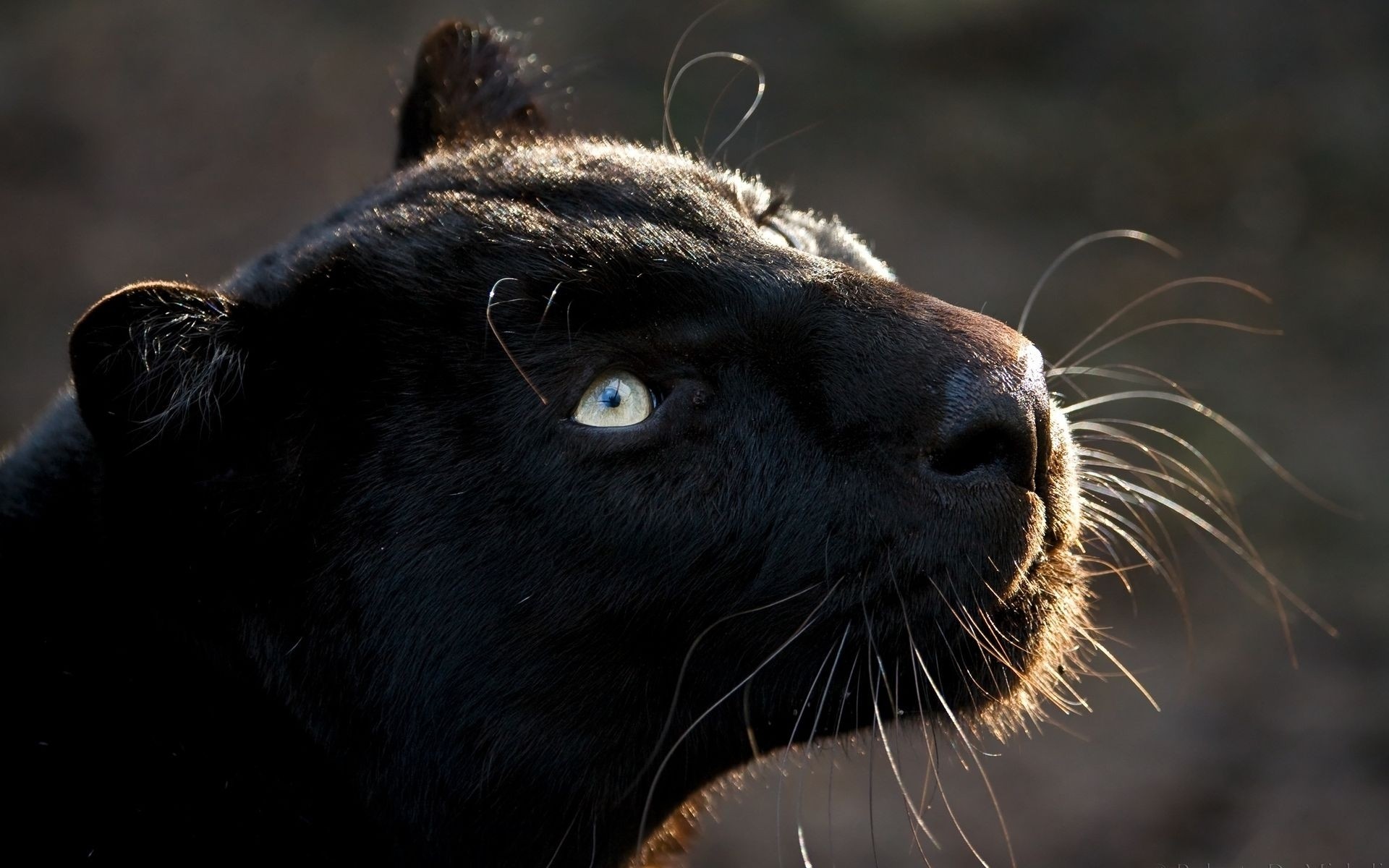 animais mamífero vida selvagem animal retrato leão natureza gato jardim zoológico pele fofa pantera jaguar preto