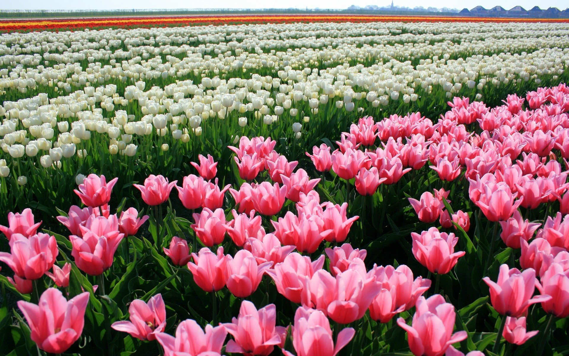 flowers tulip flower nature flora garden summer field floral growth blooming petal leaf bulb color bright season outdoors grass easter