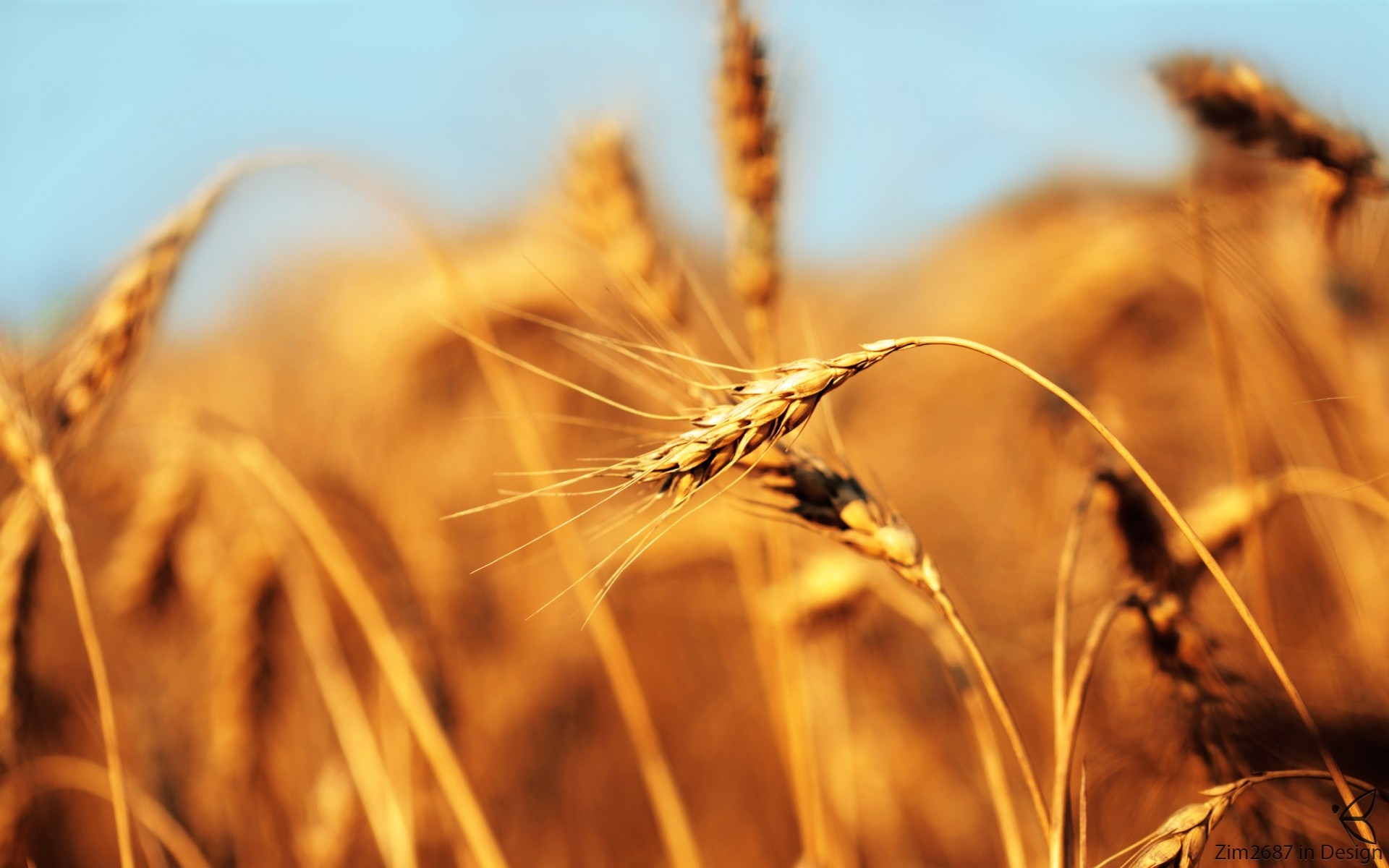 plantas ouro trigo cereais palha centeio milho pasto pão colheita campo rural semente fazenda pico sol campo natureza cevada agricultura grama