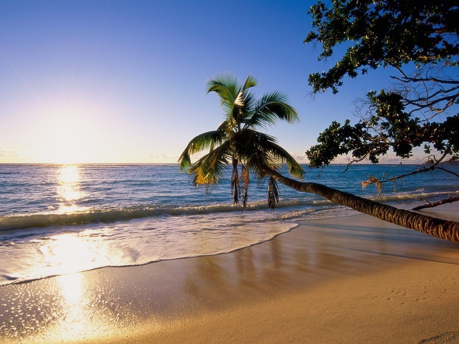 отдых пальма пляж побережье море солнце закат без смс