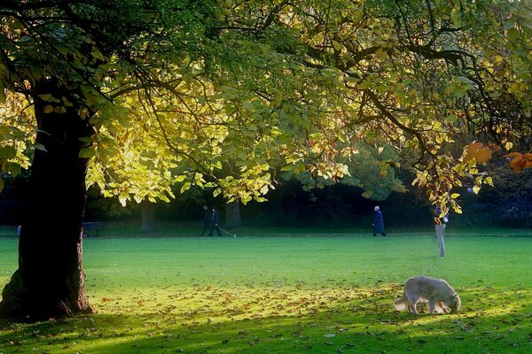 Der Herbst beginnt, die Blätter bröckeln ab