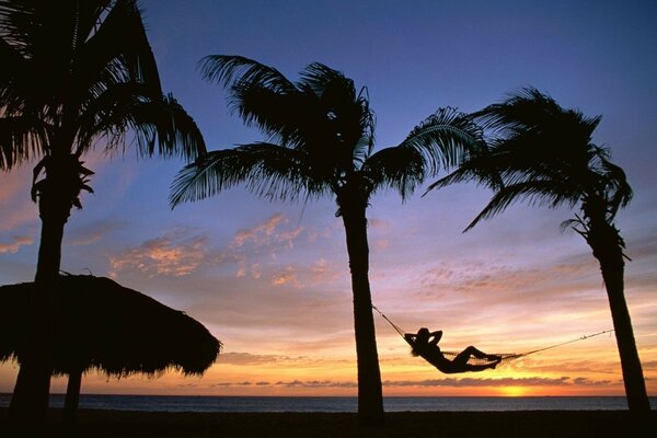 Silhouettes sombres de palmiers tropicaux