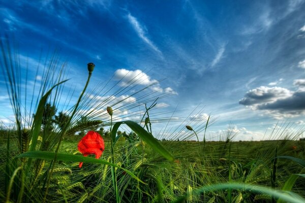 Summer field in senakos