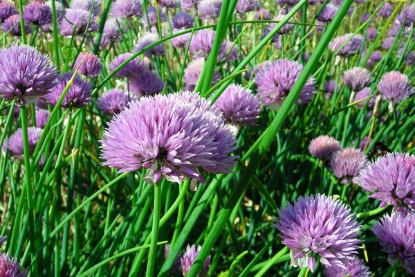 Fleurs sauvages en fleurs. Fleurs lilas dans l herbe verte