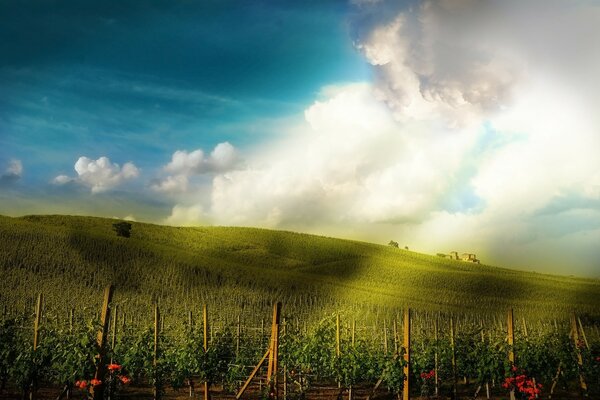 Vineyards under the sun on the mountainside