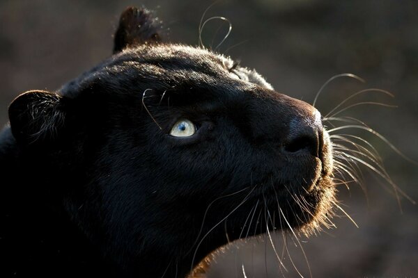 The real Bagheera from the cartoon Mowgli