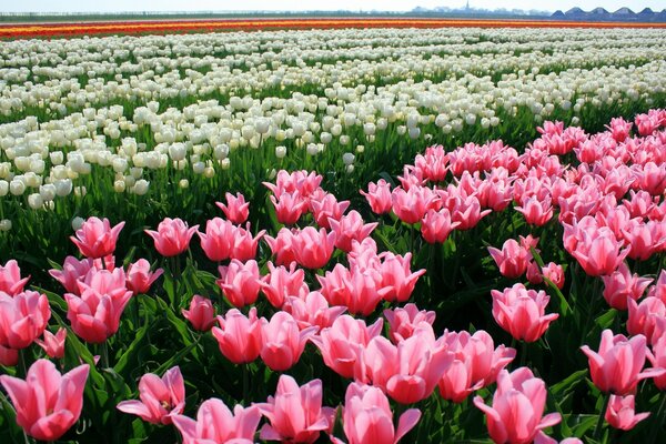 Kontraste von Farben in der Natur. Blumenfelder