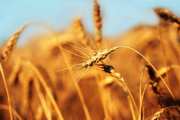 Ears of wheat at dawn