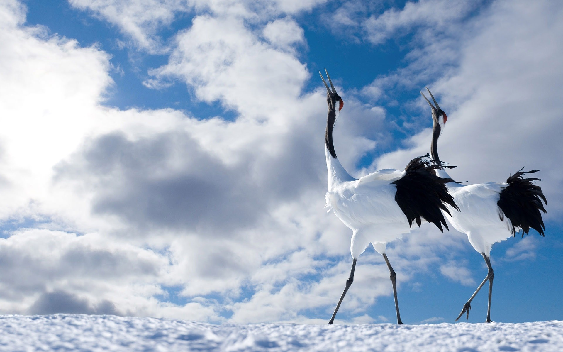 vögel natur himmel vogel im freien sommer flug landschaft