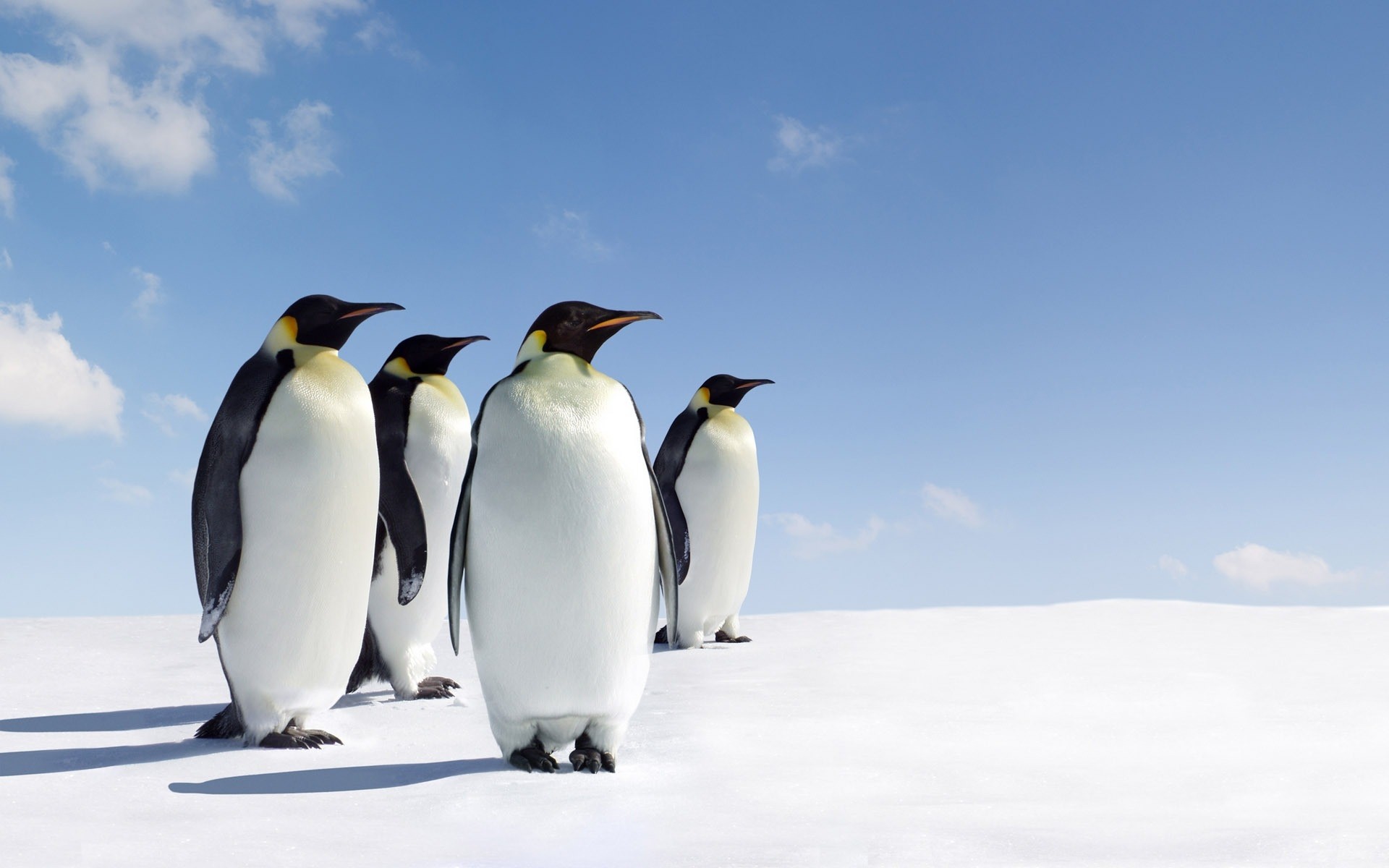 животные снег морозный птица зима дикой природы лед холодная пингвины природа на открытом воздухе