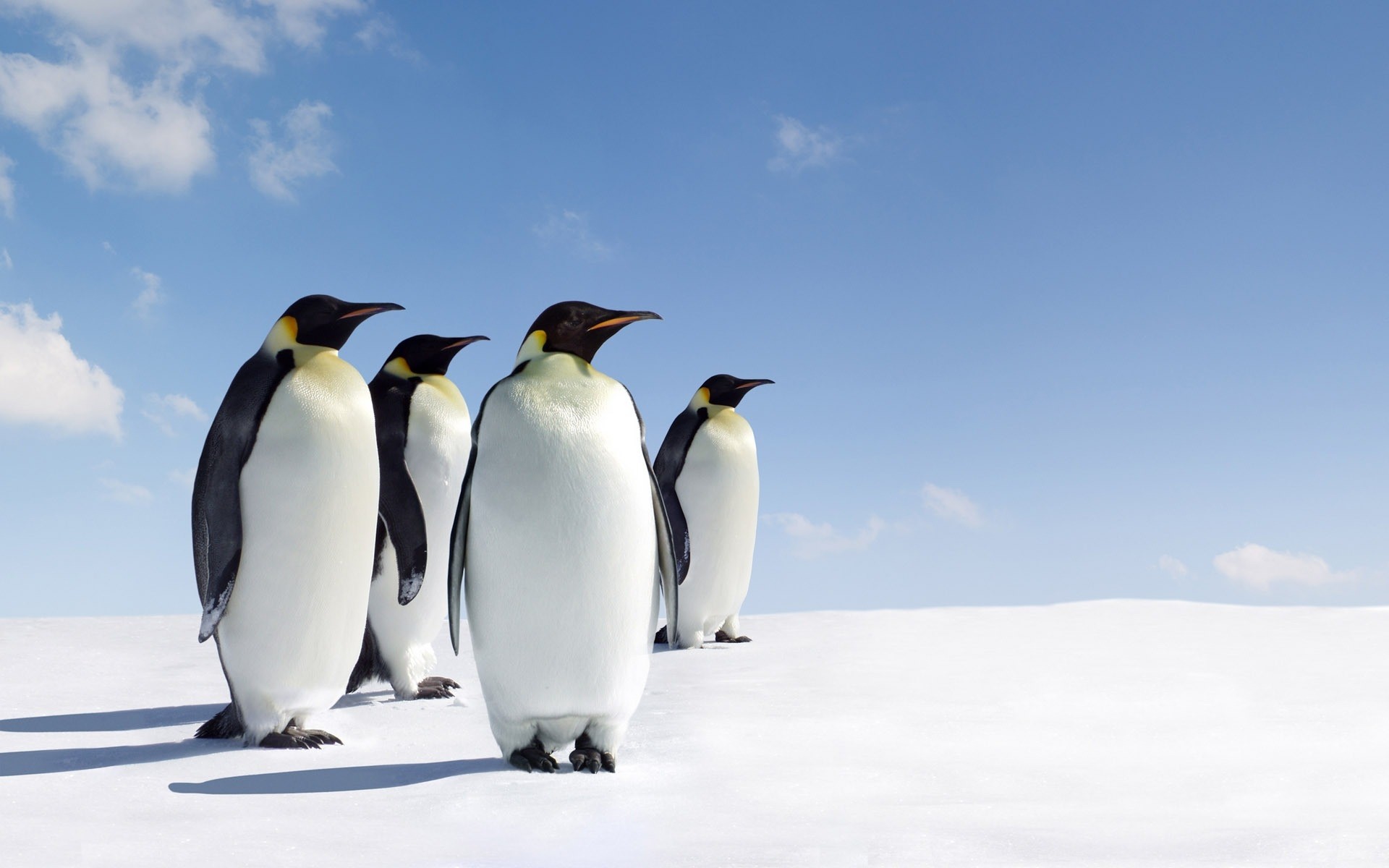 animals snow frosty bird winter wildlife ice cold penguins nature outdoors