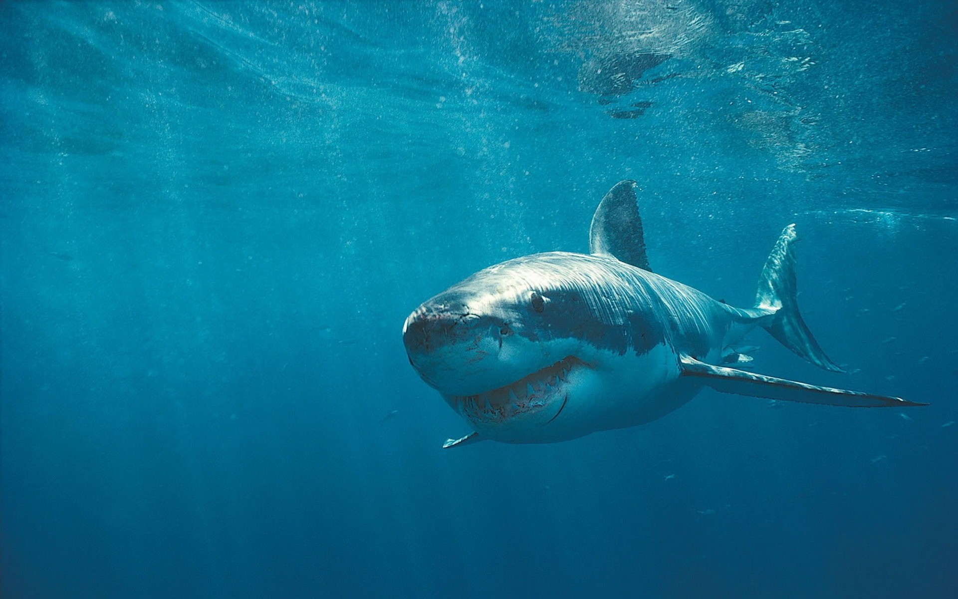 animaux sous-marin eau poissons natation océan requin plongée mer