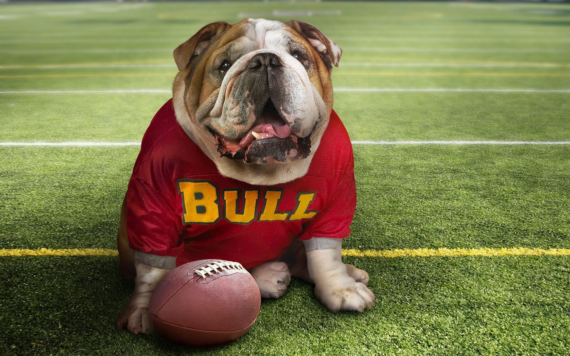 perros fútbol pelota competencia hierba