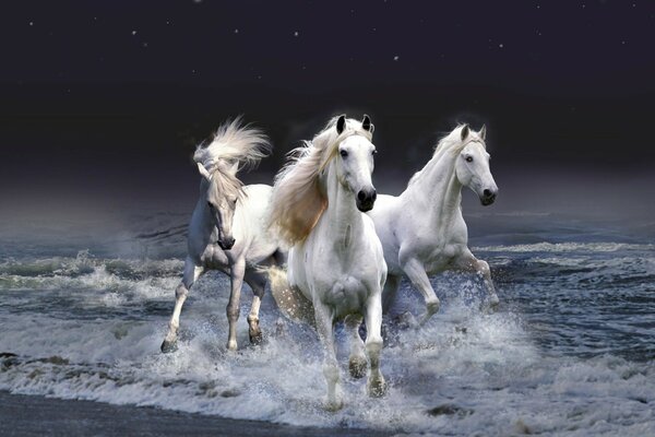 三匹白马在海浪上赛跑