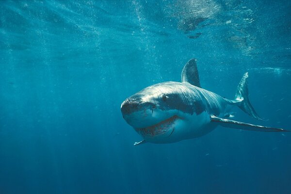 Smiling shark in dark waters