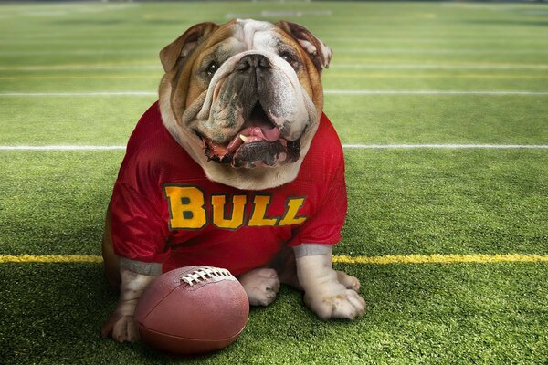 A dog plays American football