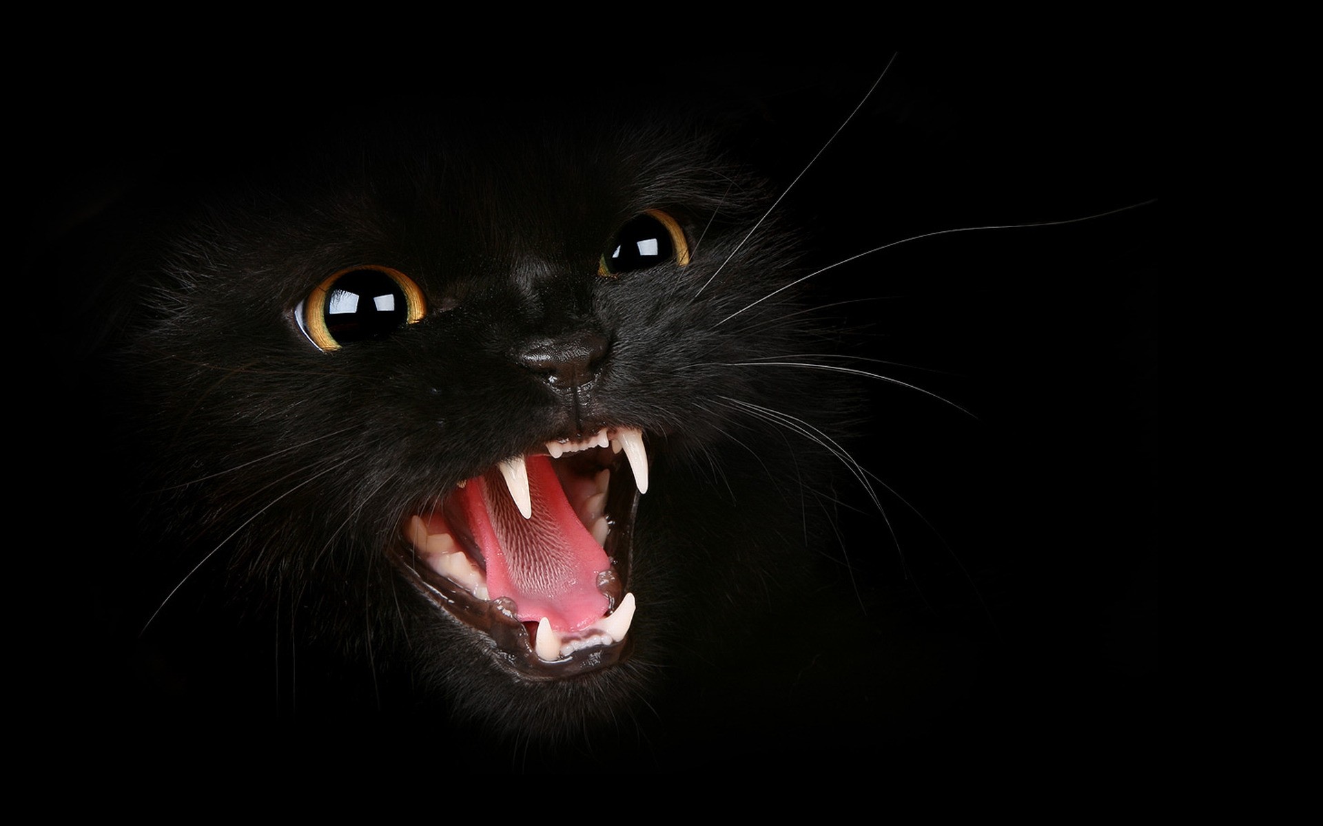 chat chat portrait oeil mignon animal vicieux un chaton sombre mammifère studio en colère noir