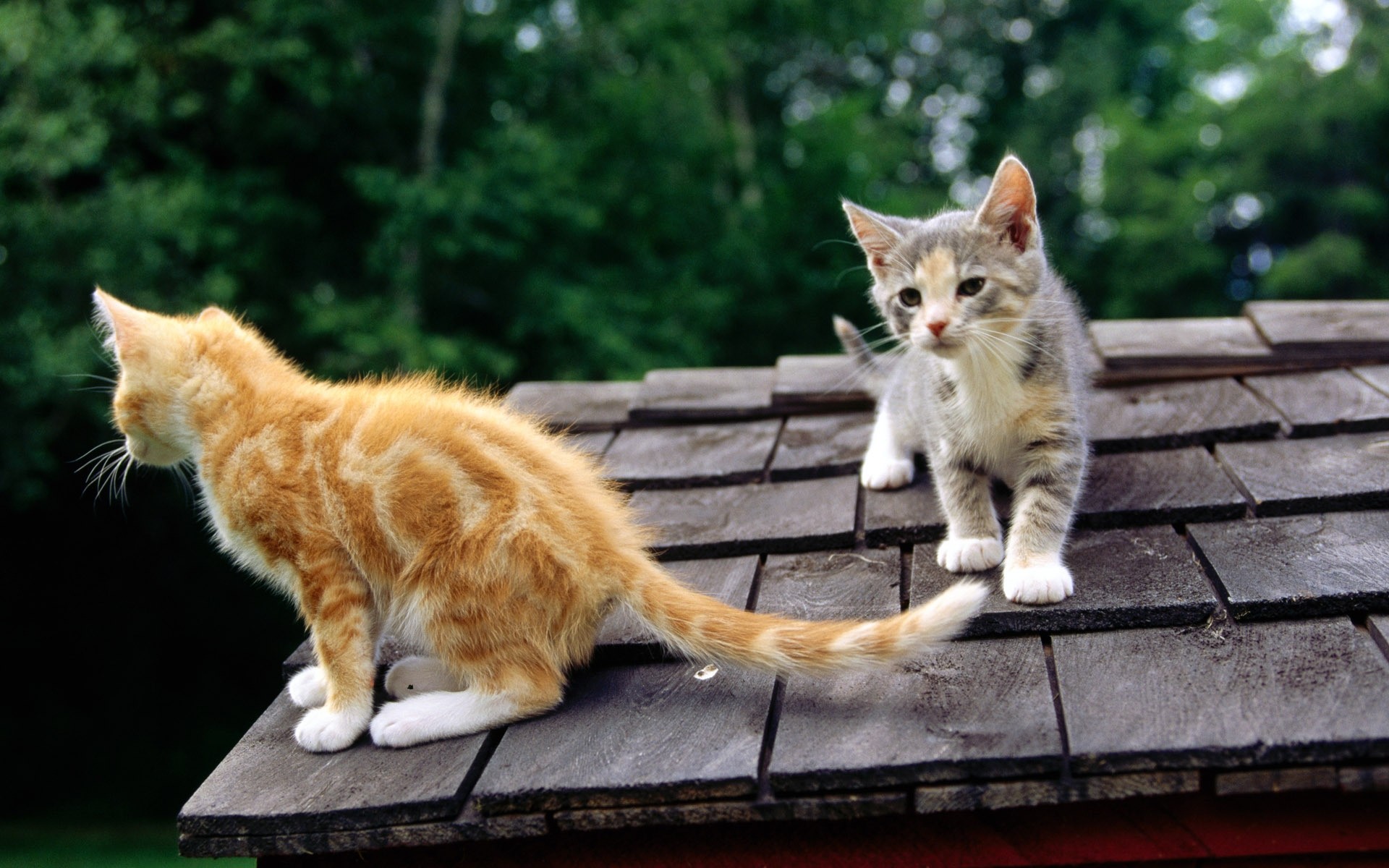 猫 猫 小猫 可爱 宠物 动物 哺乳动物 国内 毛皮 年轻 肖像 眼睛 坐 可爱的 滑稽 视图 小 头发 虎斑 胡子 一个 小猫