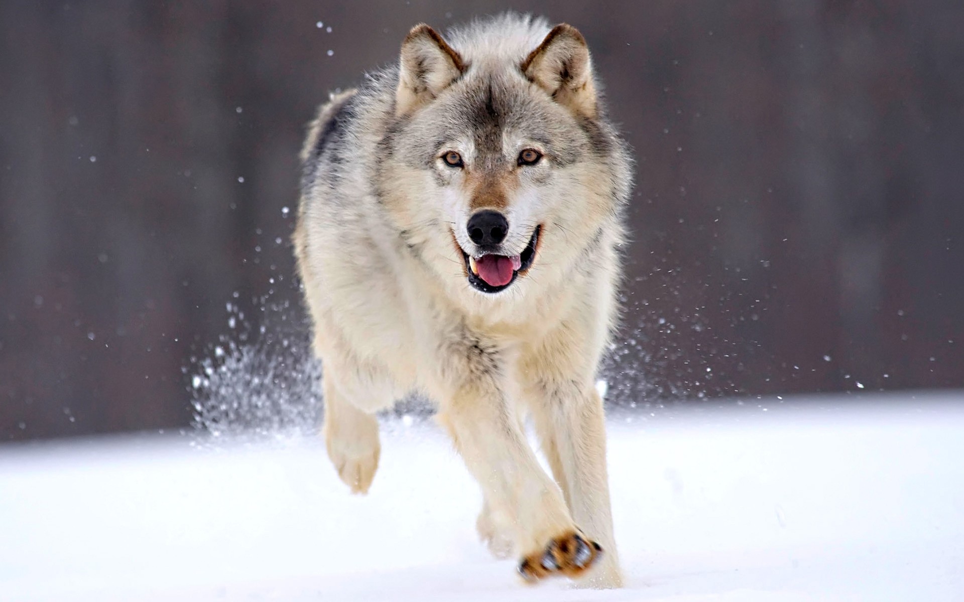 животные млекопитающее снег волк зима кинолог дикой природы портрет просмотр морозный глаз природа собака