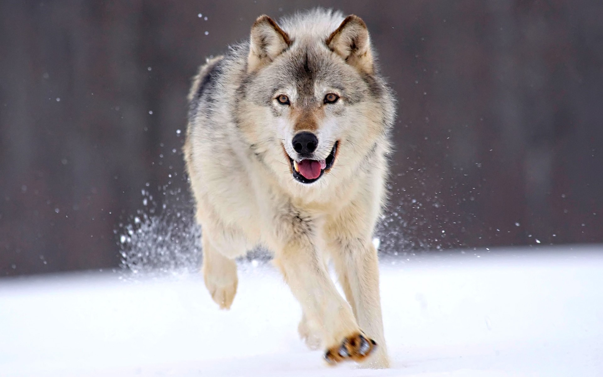 tiere säugetier schnee wolf winter hundesportler tierwelt porträt ansicht frostig auge natur hund