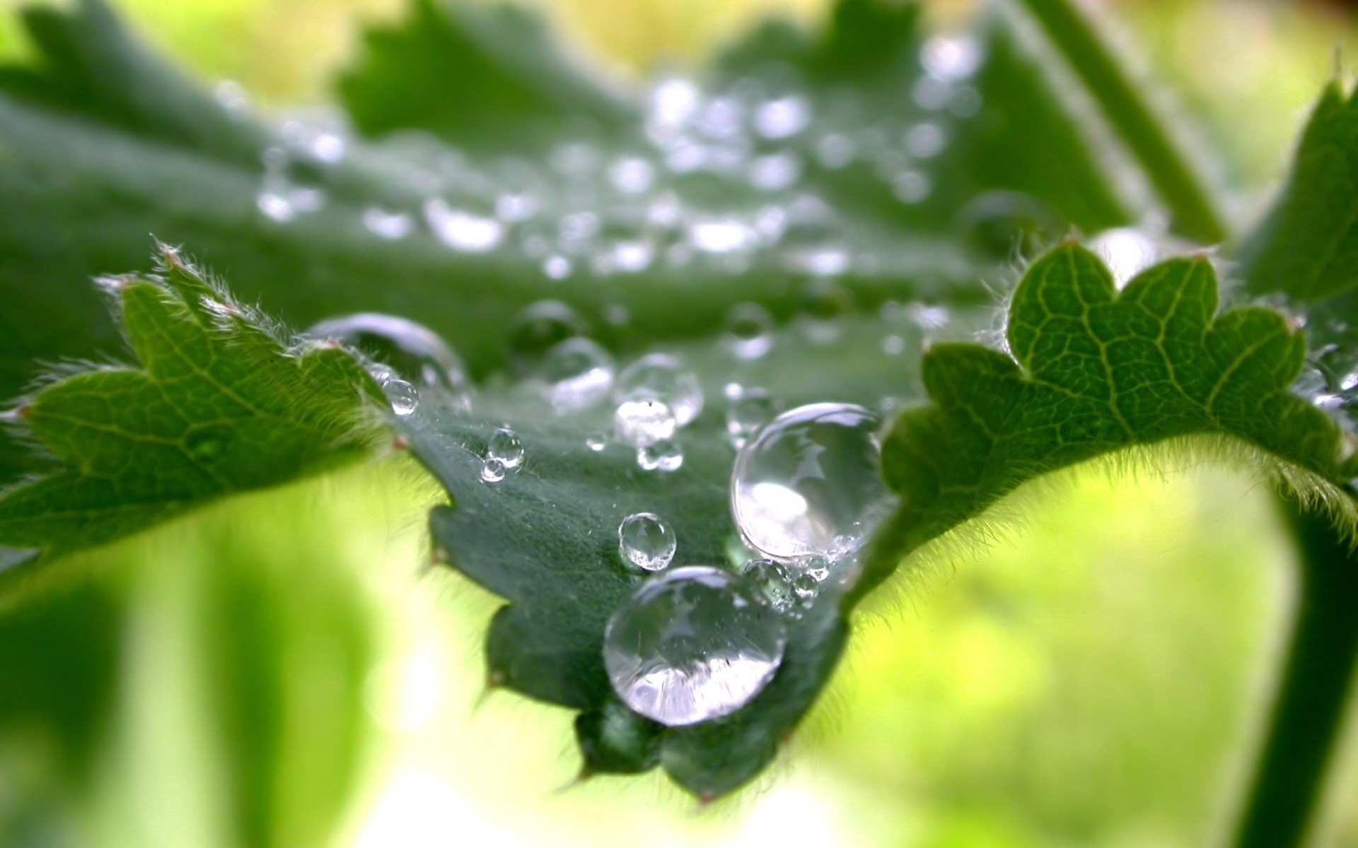 piante caduta foglia rugiada flora pioggia bagnato natura freschezza crescita purezza gocce giardino acqua primo piano ambiente liquido estate vicino colore verde