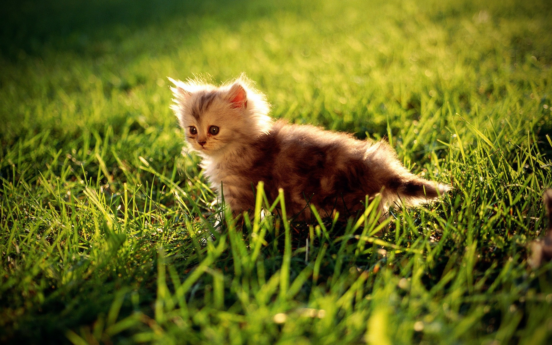 katzen gras tier niedlich katze wenig heuhaufen feld jung natur säugetier haustier fell kind kätzchen porträt