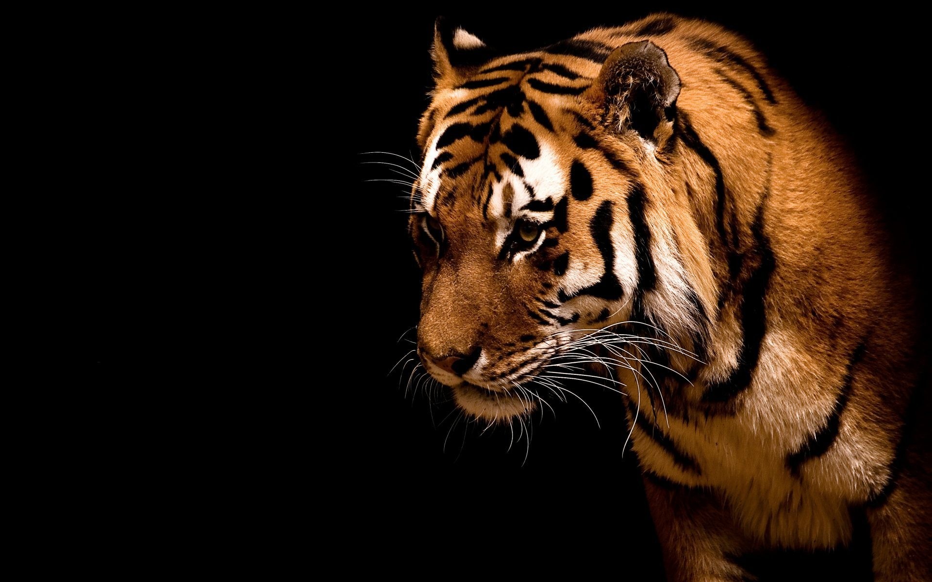 animaux chat tigre faune prédateur mammifère animal zoo agression portrait en colère bande danger oeil fourrure à la recherche chasseur safari mangeur de viande jungle