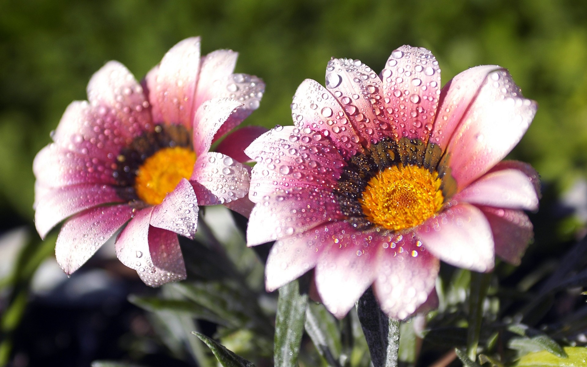 çiçekler çiçek doğa flora bahçe yaz çiçek petal çiçeklenme renk yaprak parlak güzel sezon yakın çekim botanik alan buket büyüme polen su damla