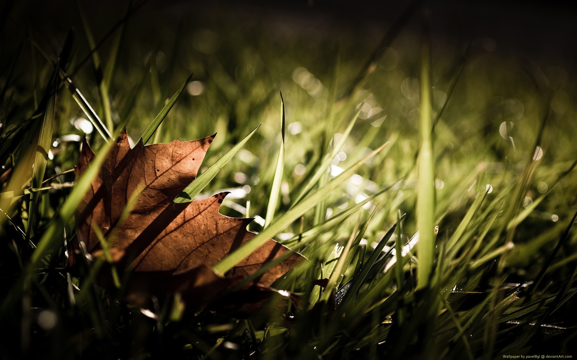 autunno erba foglia flora giardino natura luce cibo legno sole autunno colore foresta alberi