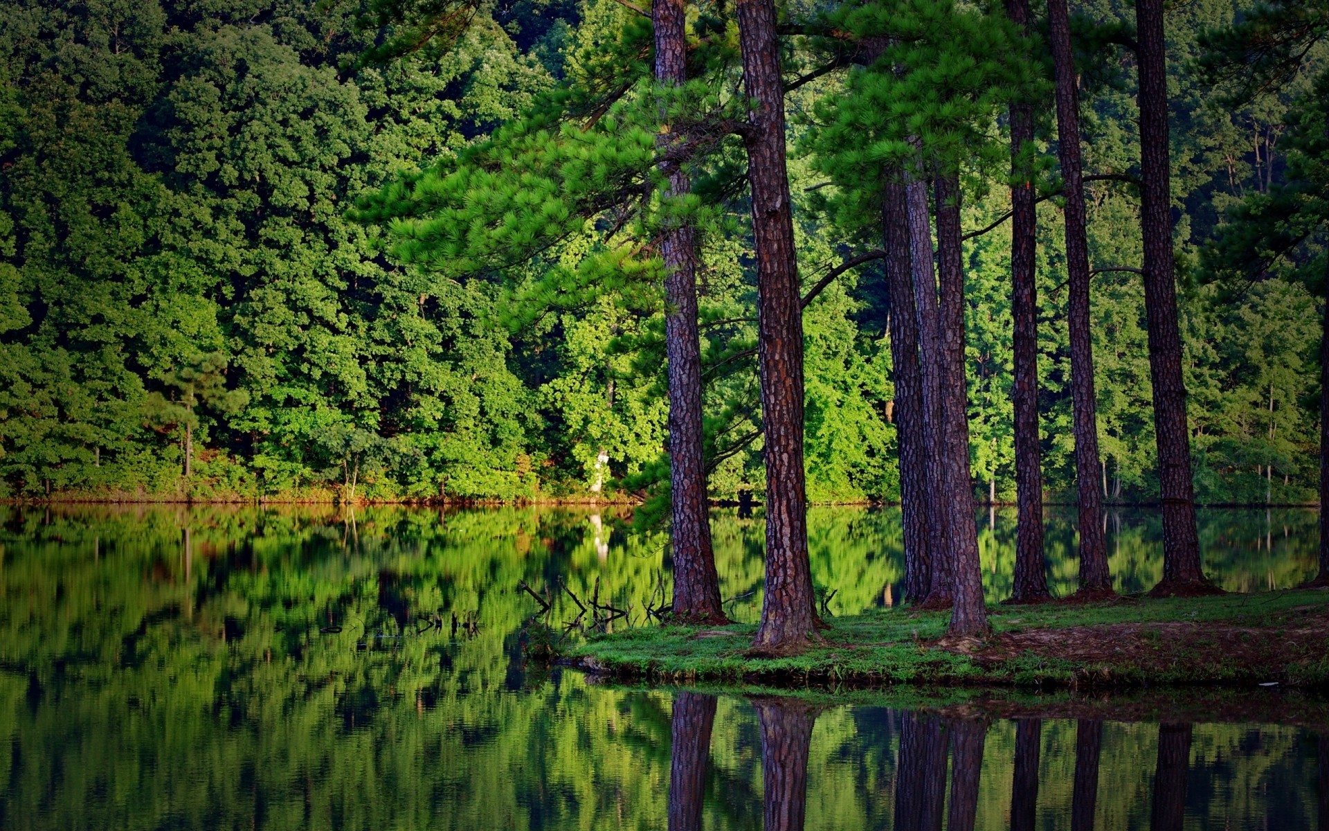 景观 木材 景观 自然 树 水 户外 针叶 风景 夏天 叶 湖 环境 常绿 倒影 公园