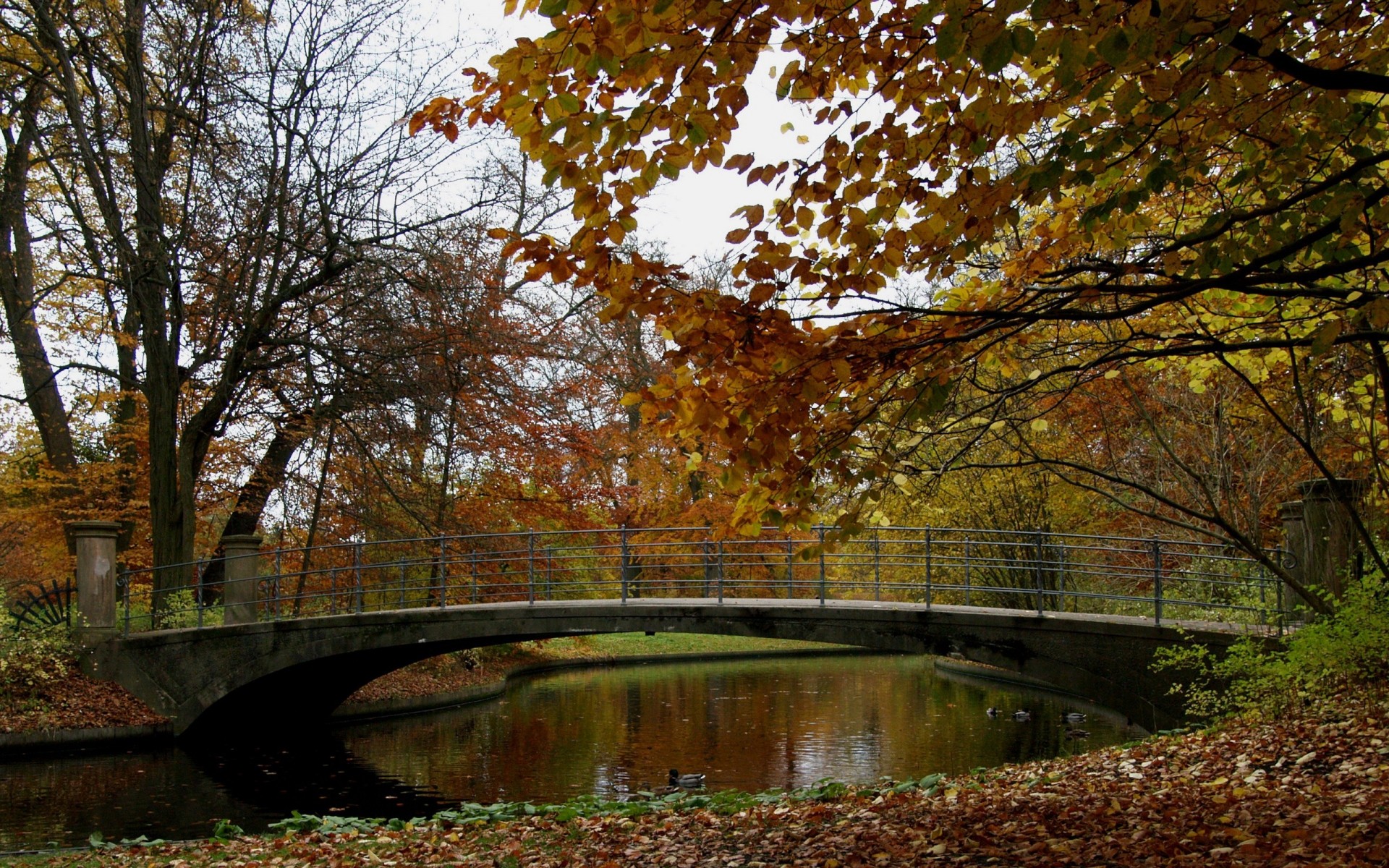 autumn fall leaf tree nature maple landscape wood park water outdoors season river bridge scenic environment