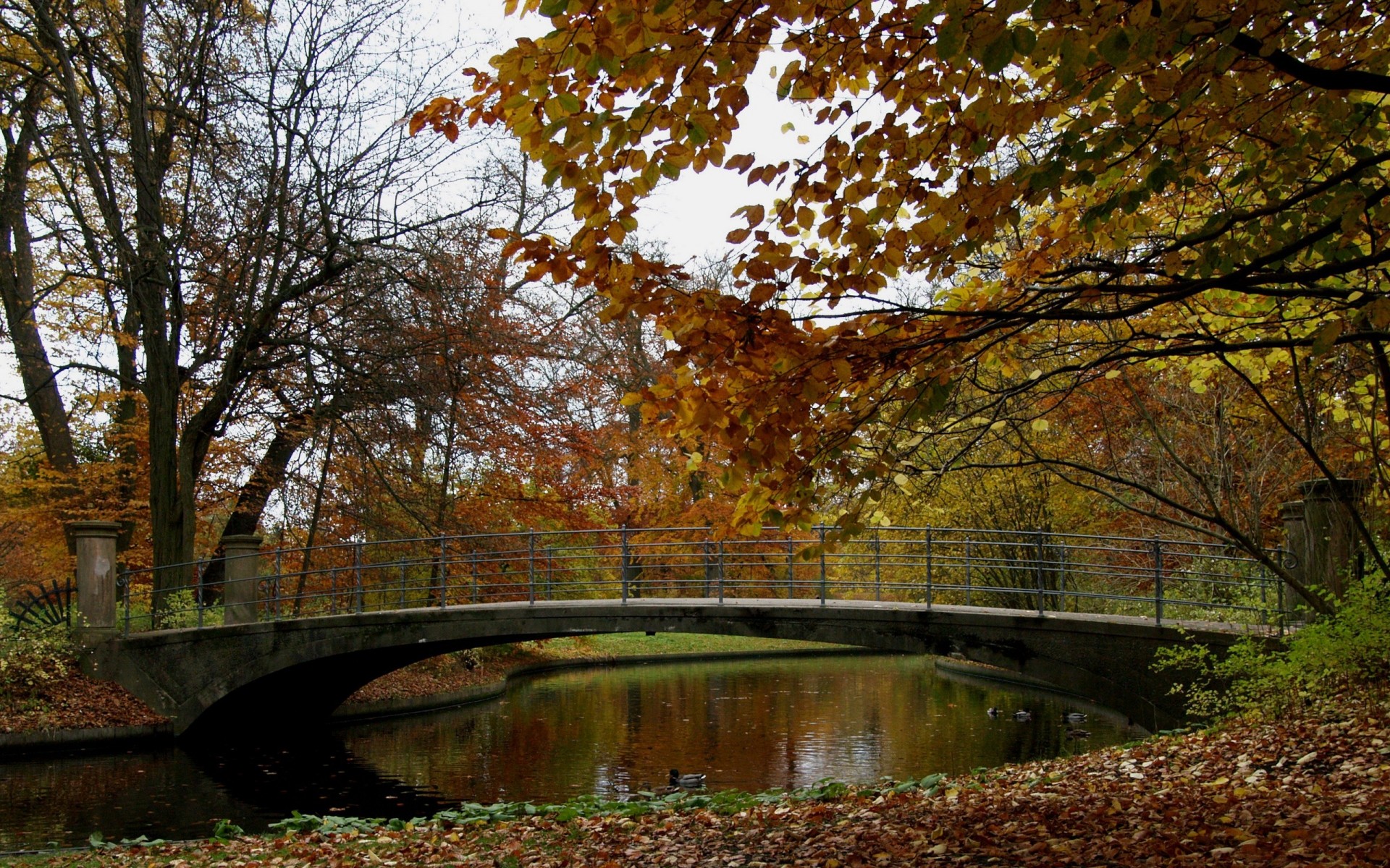осень осень лист дерево природа кленовый пейзаж древесины парк воды на открытом воздухе сезон река мост живописный среды