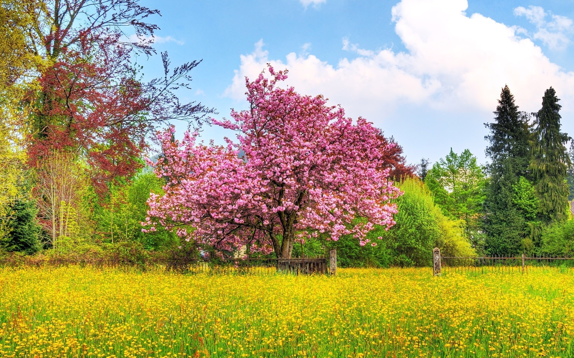 landscapes nature landscape tree outdoors season flower summer park hayfield grass flora rural leaf fair weather wood field countryside sunny bright