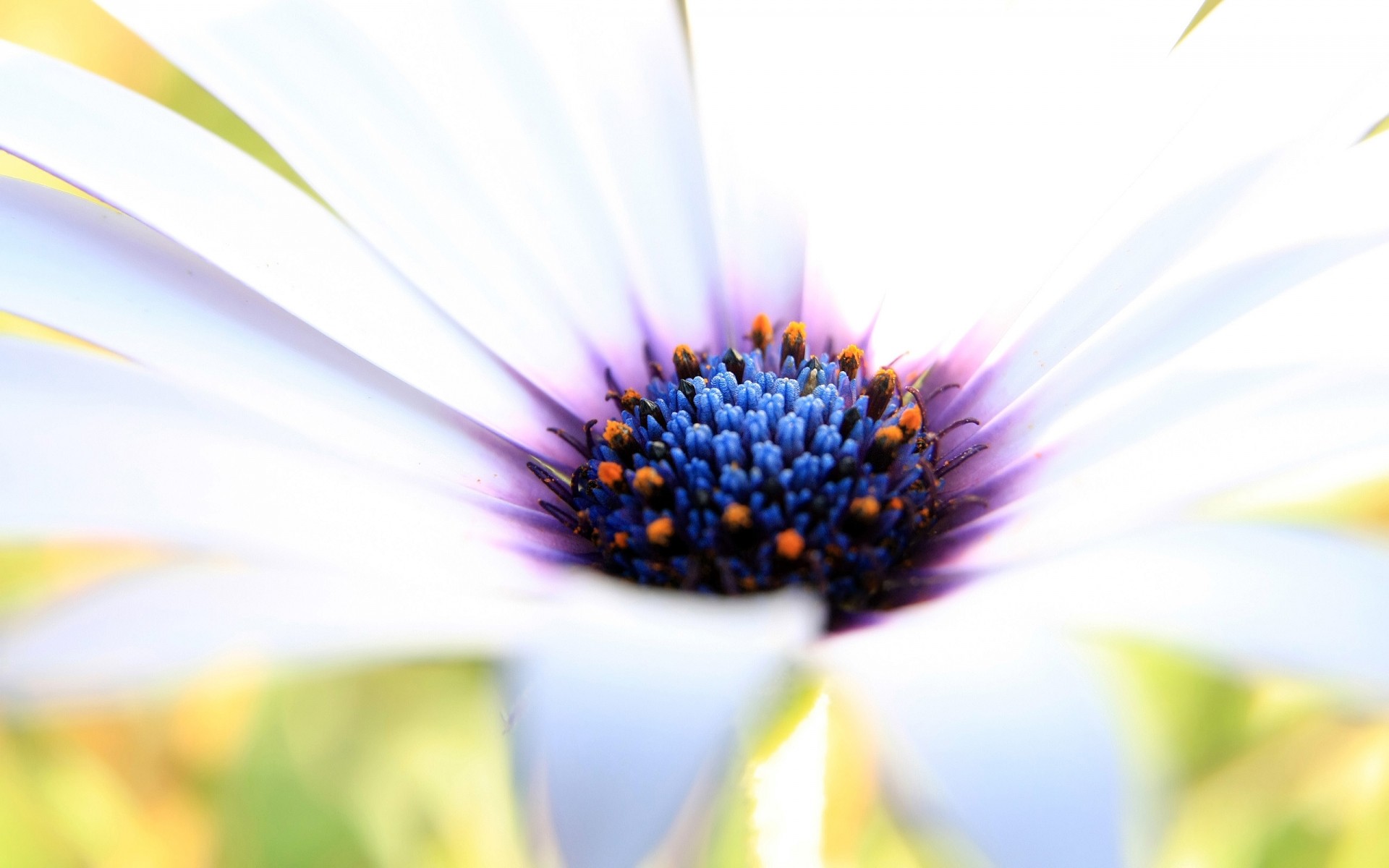 kwiaty natura flora lato jasny kwiat liść kolor rozmycie