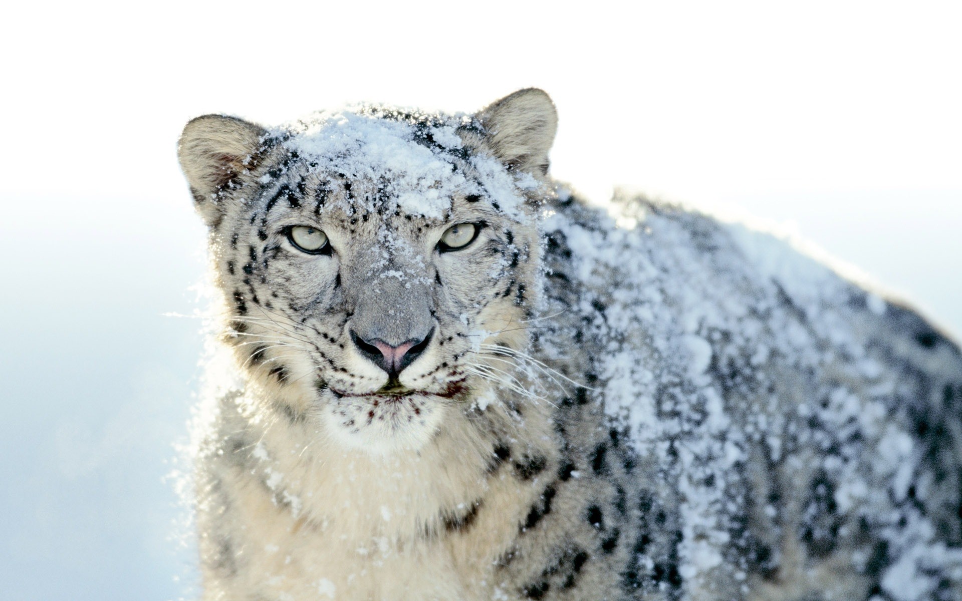 animaux faune animal mammifère nature sauvage grand prédateur neige mangeur de viande hiver léopard léopard des neiges