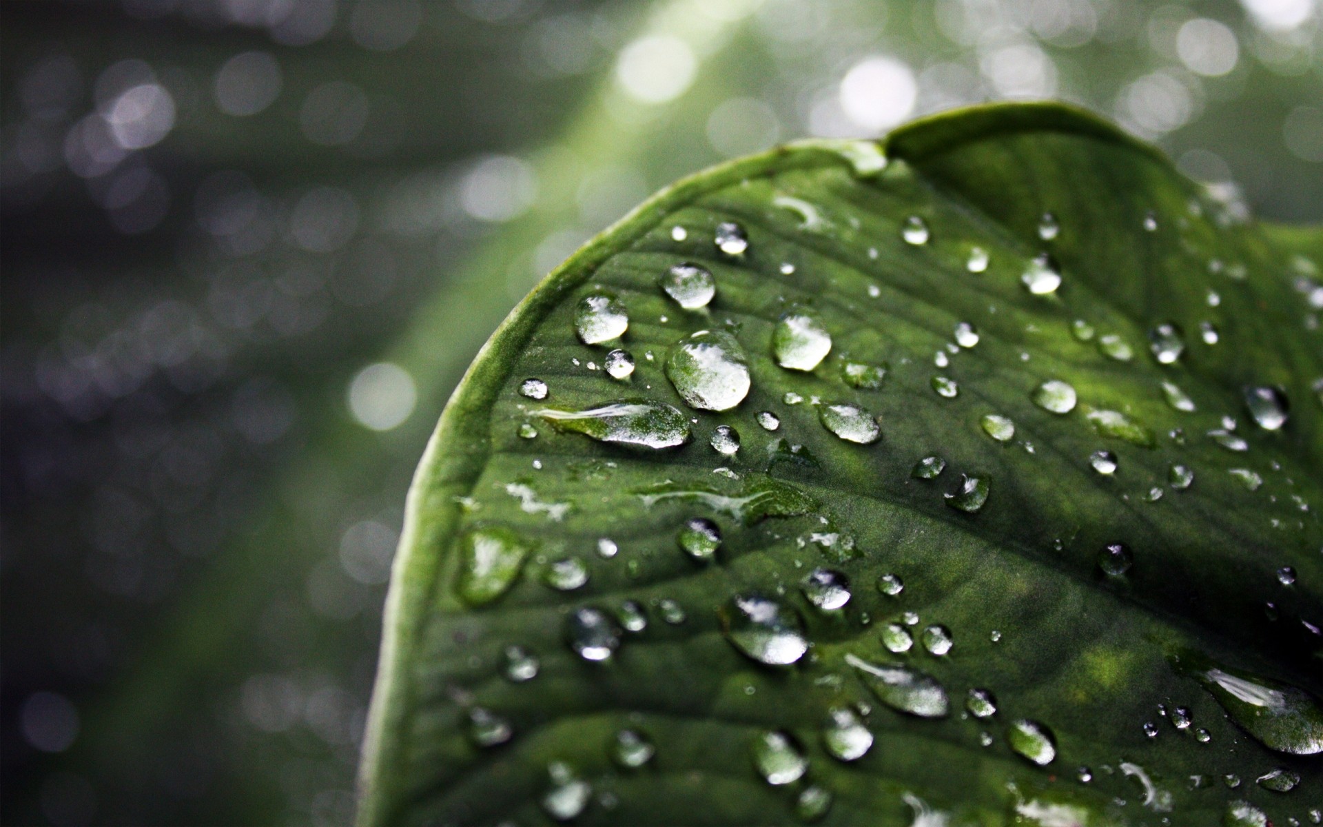 plantas chuva orvalho gota folha gotas molhado flora crescimento gotas água natureza pureza jardim ambiente frescura limpo gotas fresco