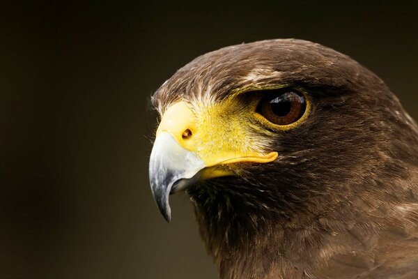 A bird s head with a yellow beak