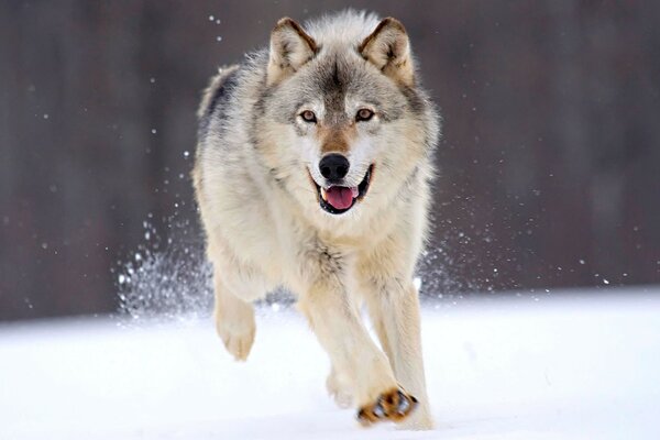 Running wolf in the snow in winter