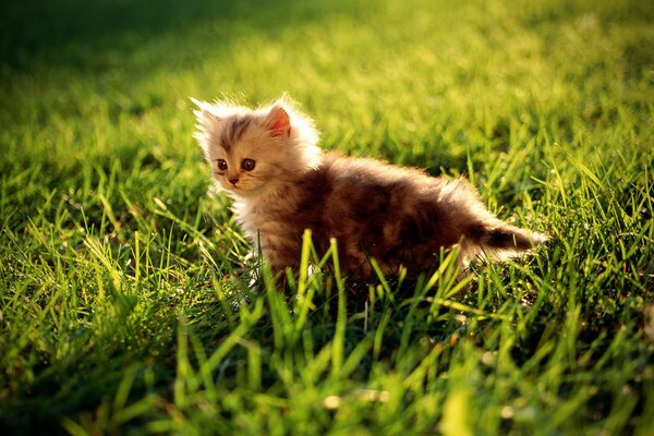 Pequeño gatito corriendo en la hierba