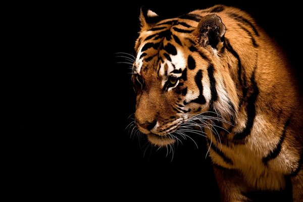 Tigre majestueux sur fond noir