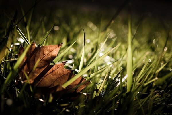 Herbstblatt in rohem Gras