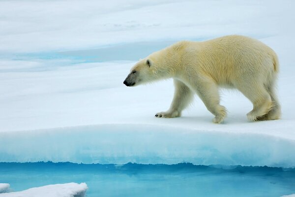 Orso polare che cammina sulla neve