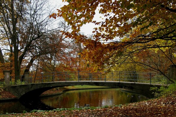 Herbstlandschaft im Park am Fluss