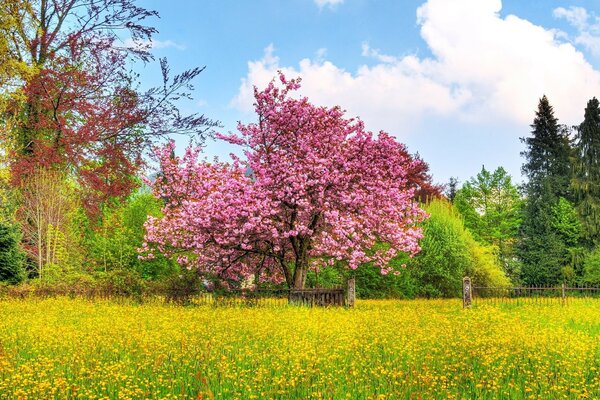 Paisagem bonita, árvore de rosa ao ar livre