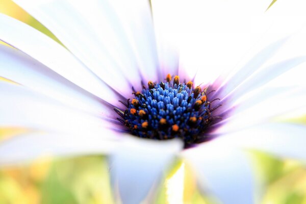 Macro photography of a white flower with a purple core