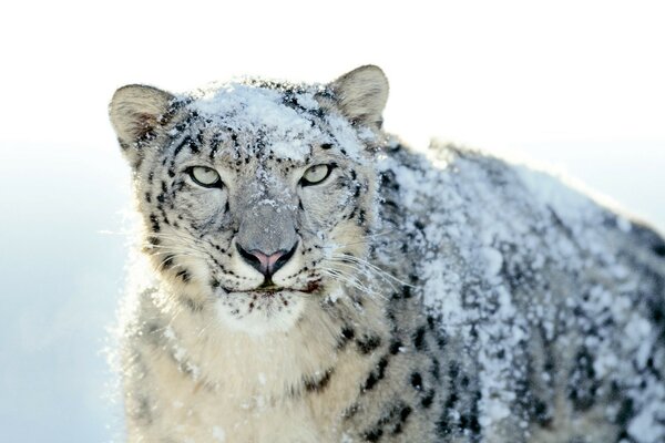 Snow leopard in the snow