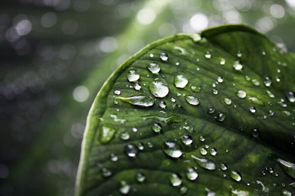 A green leaf on which the rain is dripping