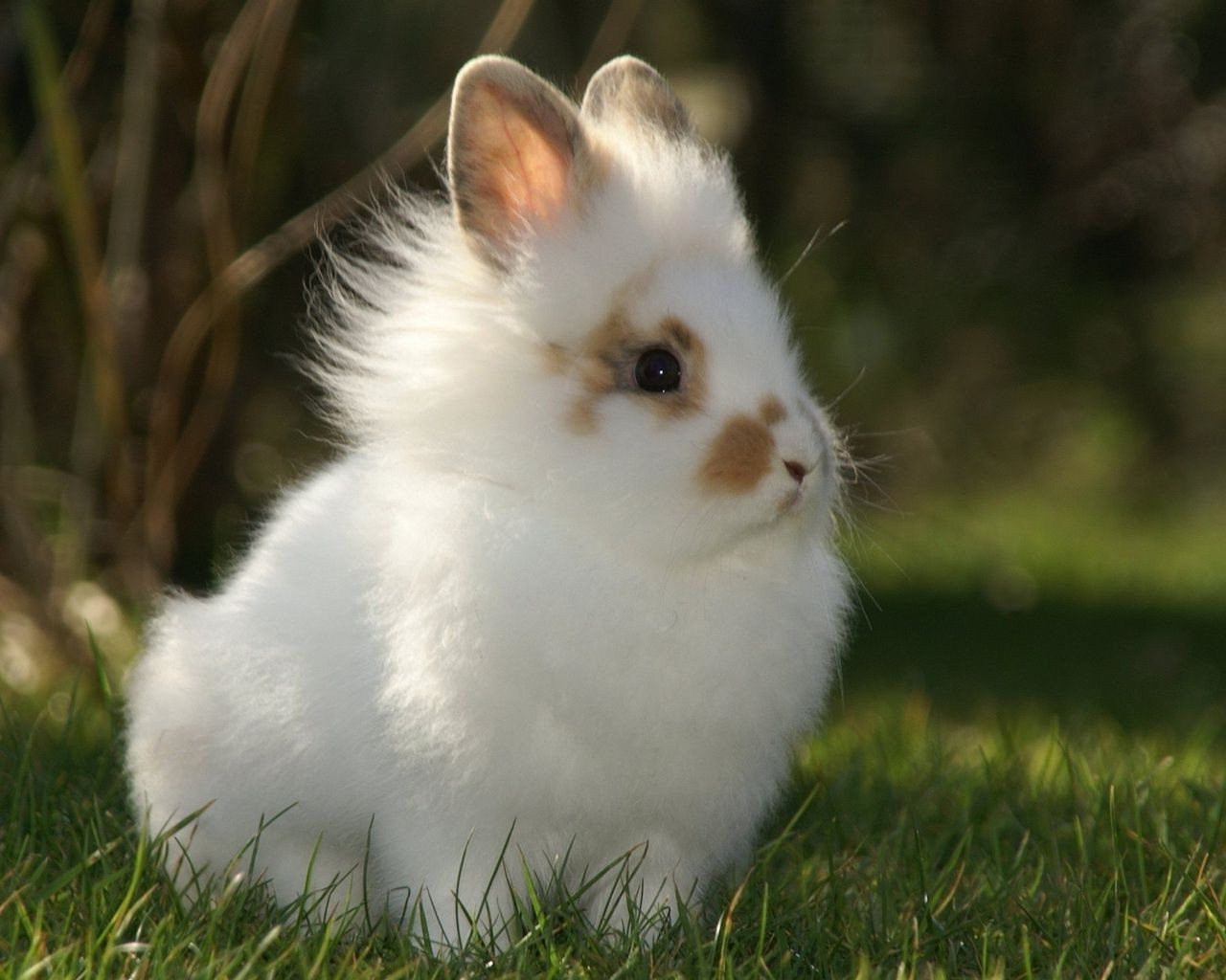 rabbits cute mammal downy rabbit pet rodent animal portrait bunny fur little domestic sit looking furry adorable wildlife grey